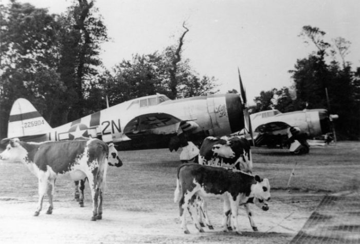 P-47 Thunderbolts, including (2N-U, serial number 42-25904) nicknamed “Lethal Liz II”, of the 50th Fighter Group, with cows at Carentan Airfield (A-10), France, Summer 1944.